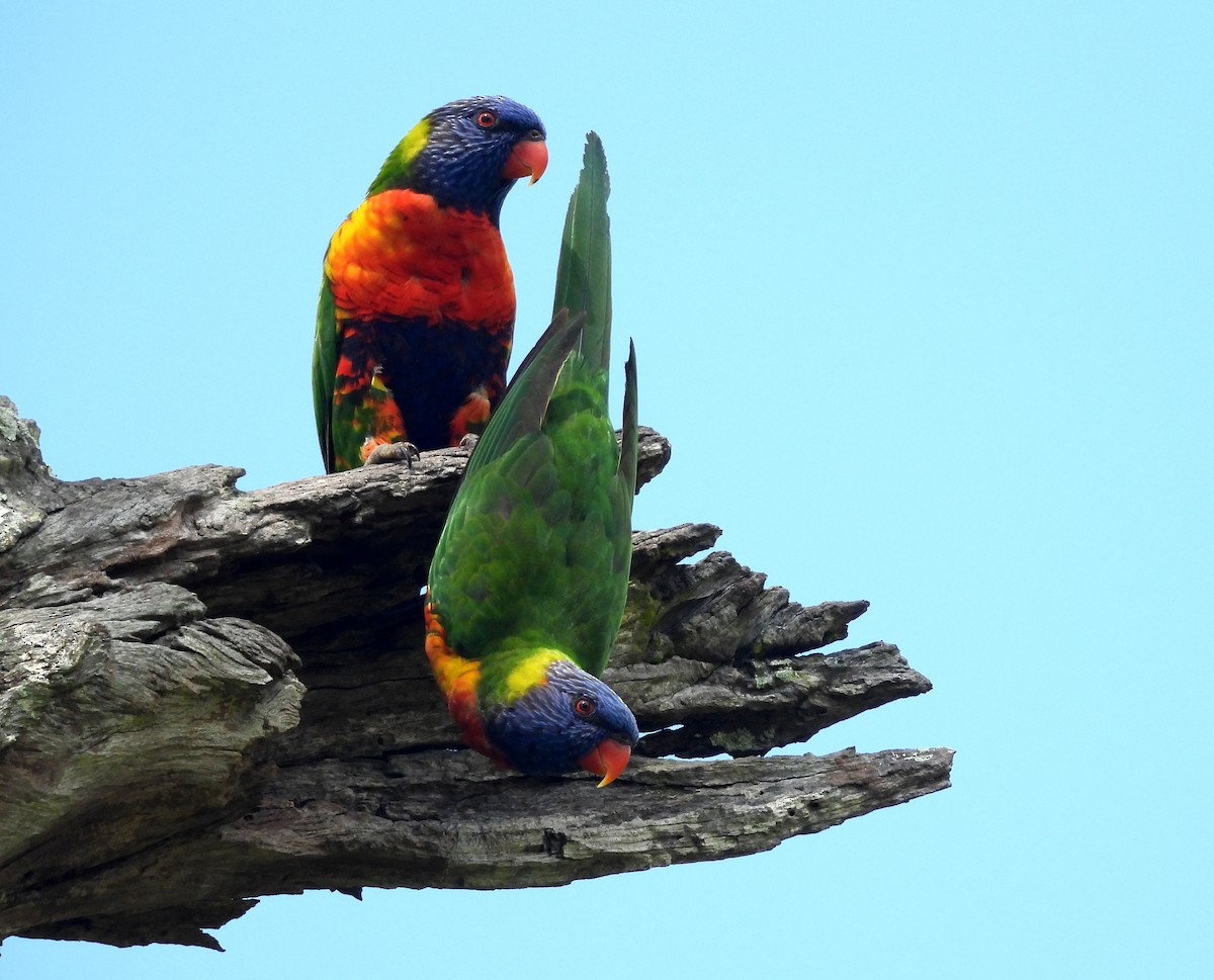 オーストラリアゴシキセイガイインコ - ML646098994