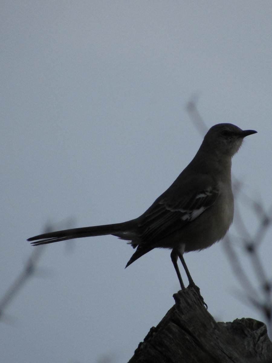 マネシツグミ - ML646098995