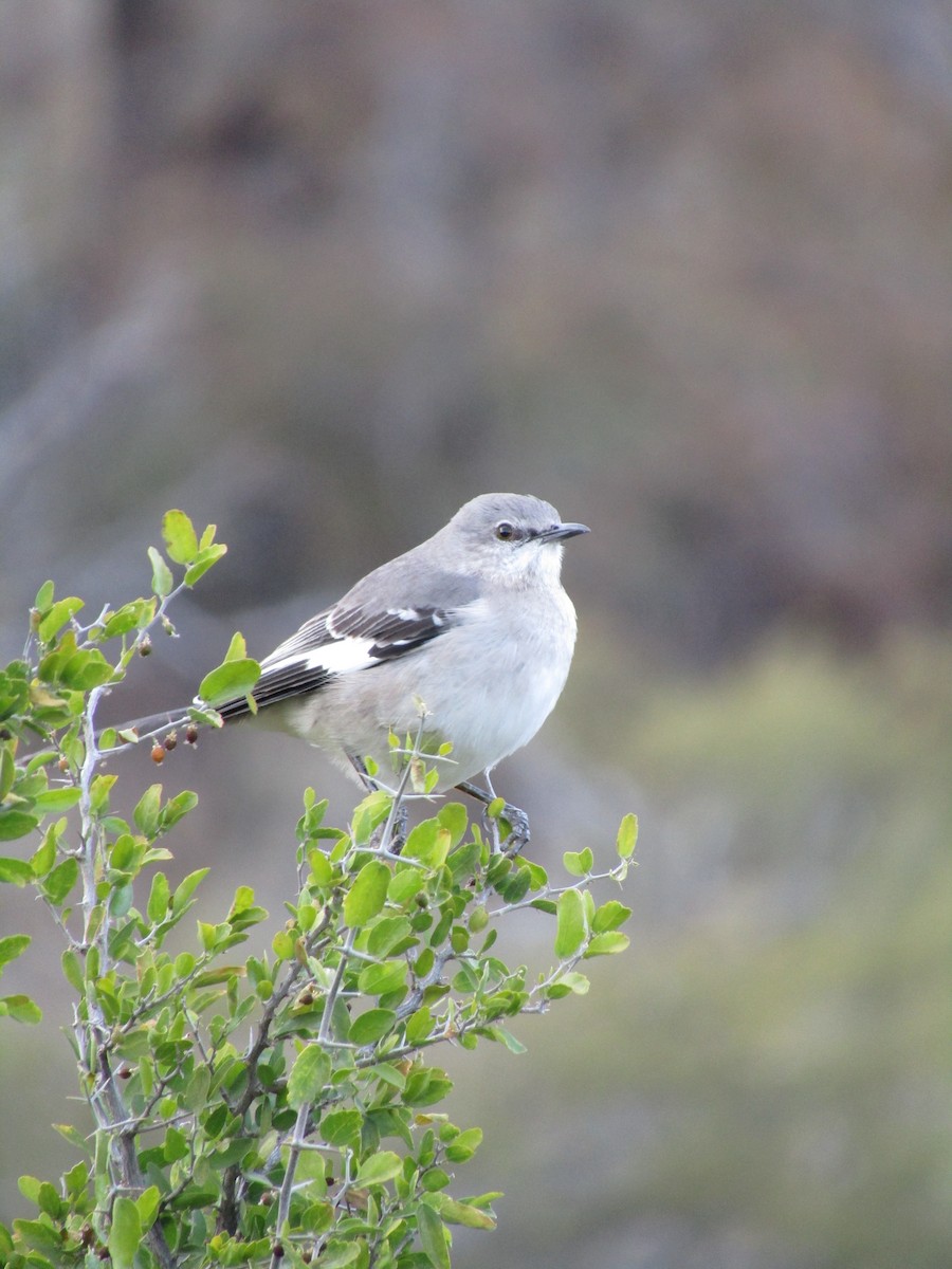 マネシツグミ - ML646098996