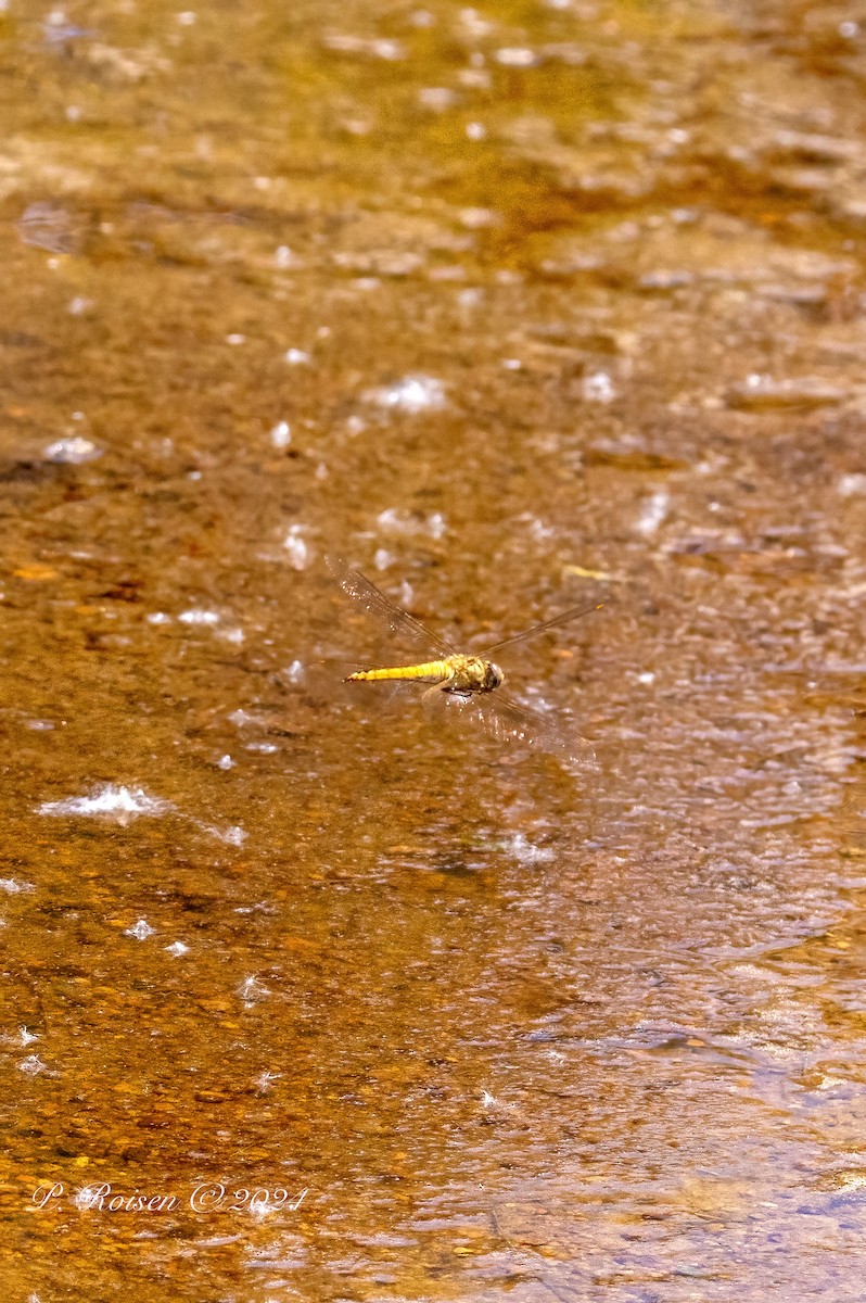 Animals - ML646098997