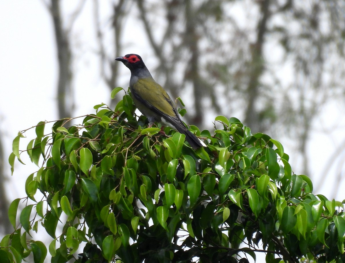 メガネコウライウグイス - ML646099001