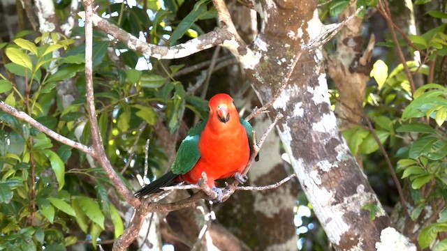 キンショウジョウインコ - ML646099002