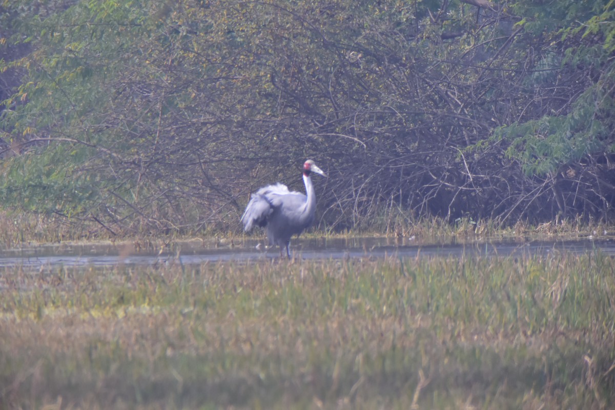 オオヅル - ML646099003