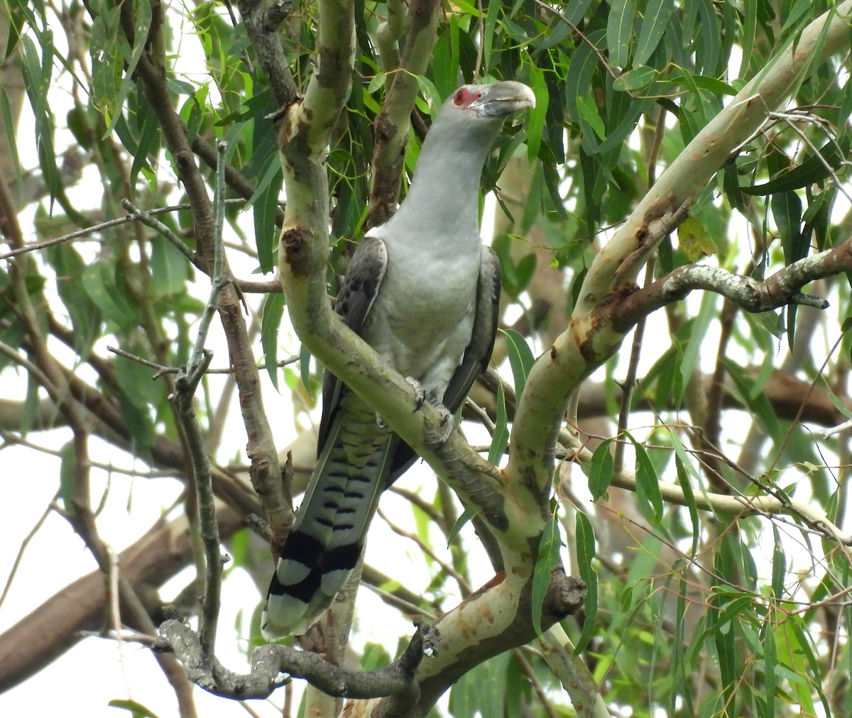 オオオニカッコウ - ML646099004