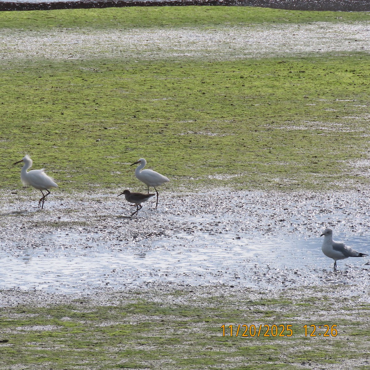 ユキコサギ - ML646099005