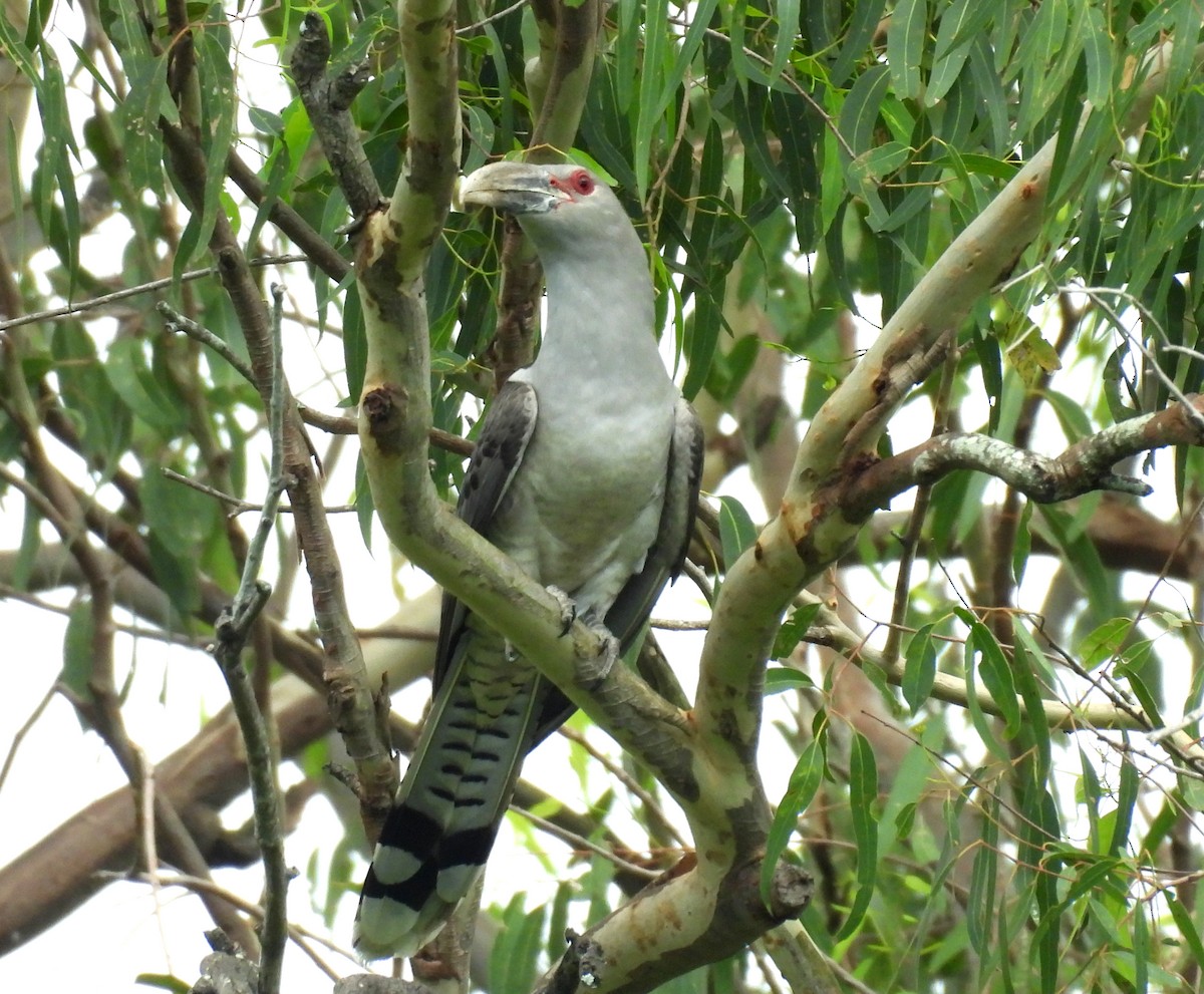 Channel-billed Cuckoo - ML646099007