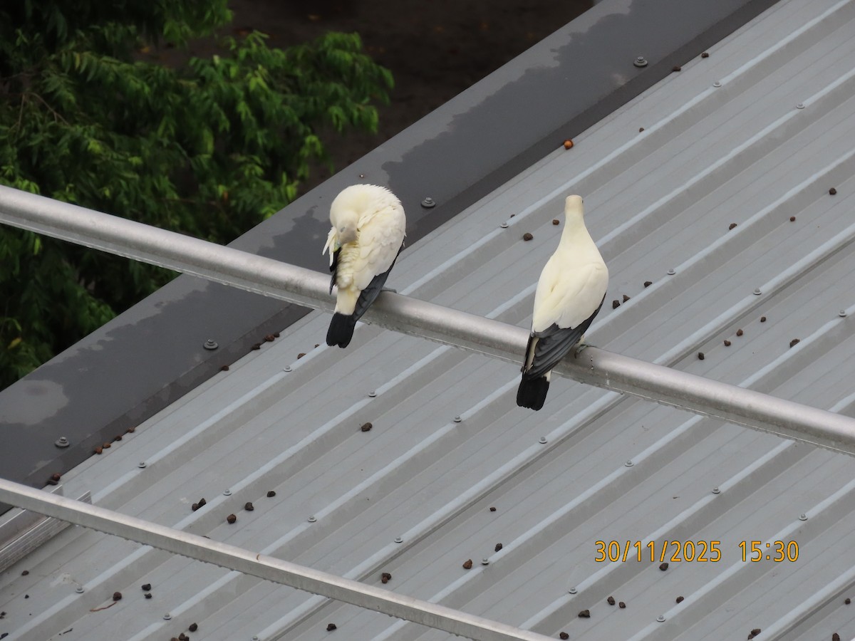 Torresian Imperial-Pigeon - ML646099010