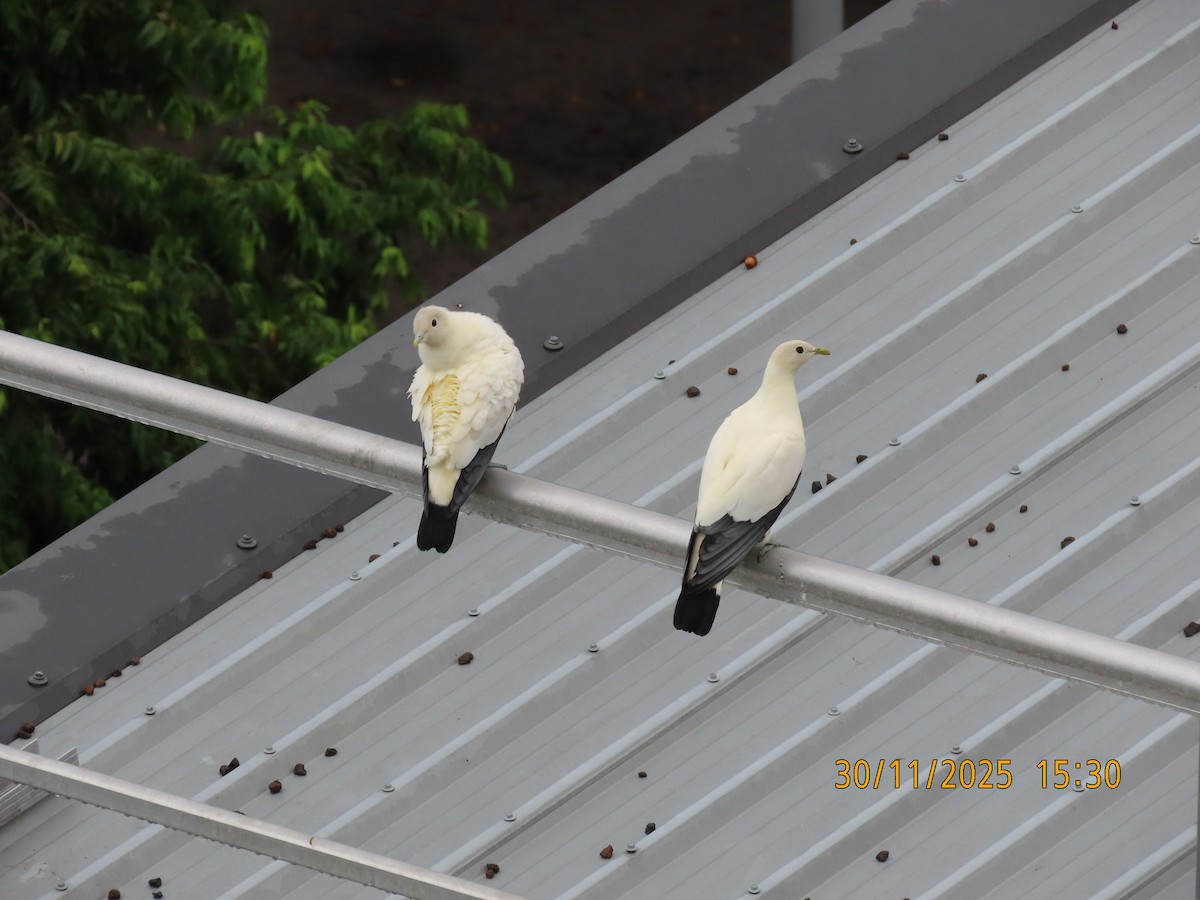Torresian Imperial-Pigeon - ML646099011