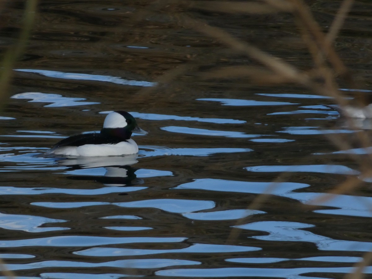 Murgilari buruzuria - ML646099013