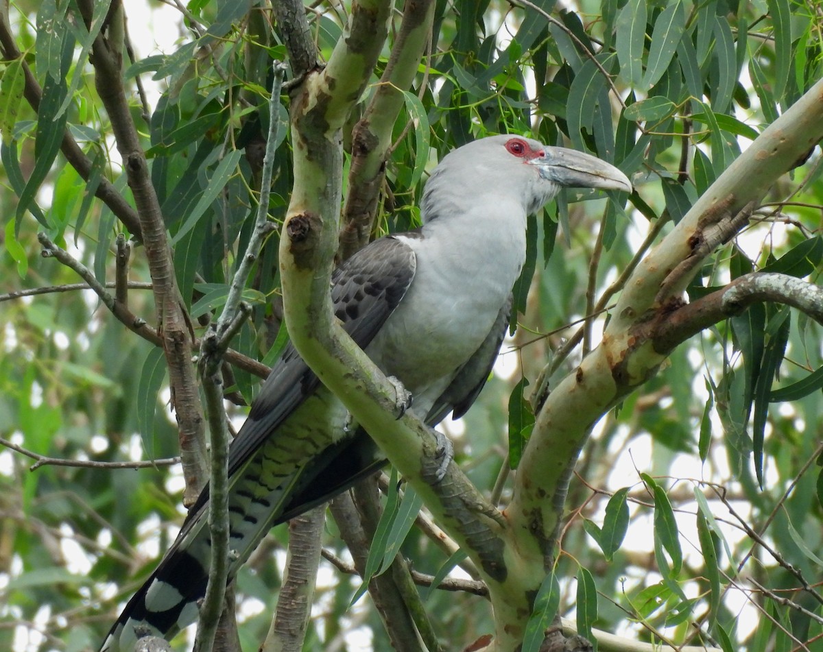 Channel-billed Cuckoo - ML646099014