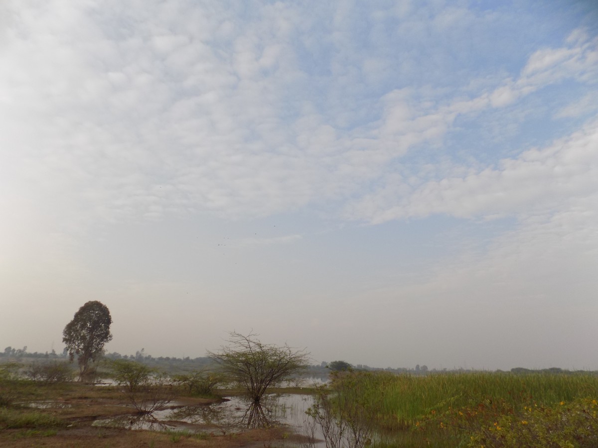 White-breasted Waterhen - ML646099015