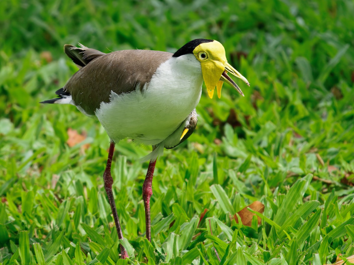 Hegabera maskaraduna - ML646099016