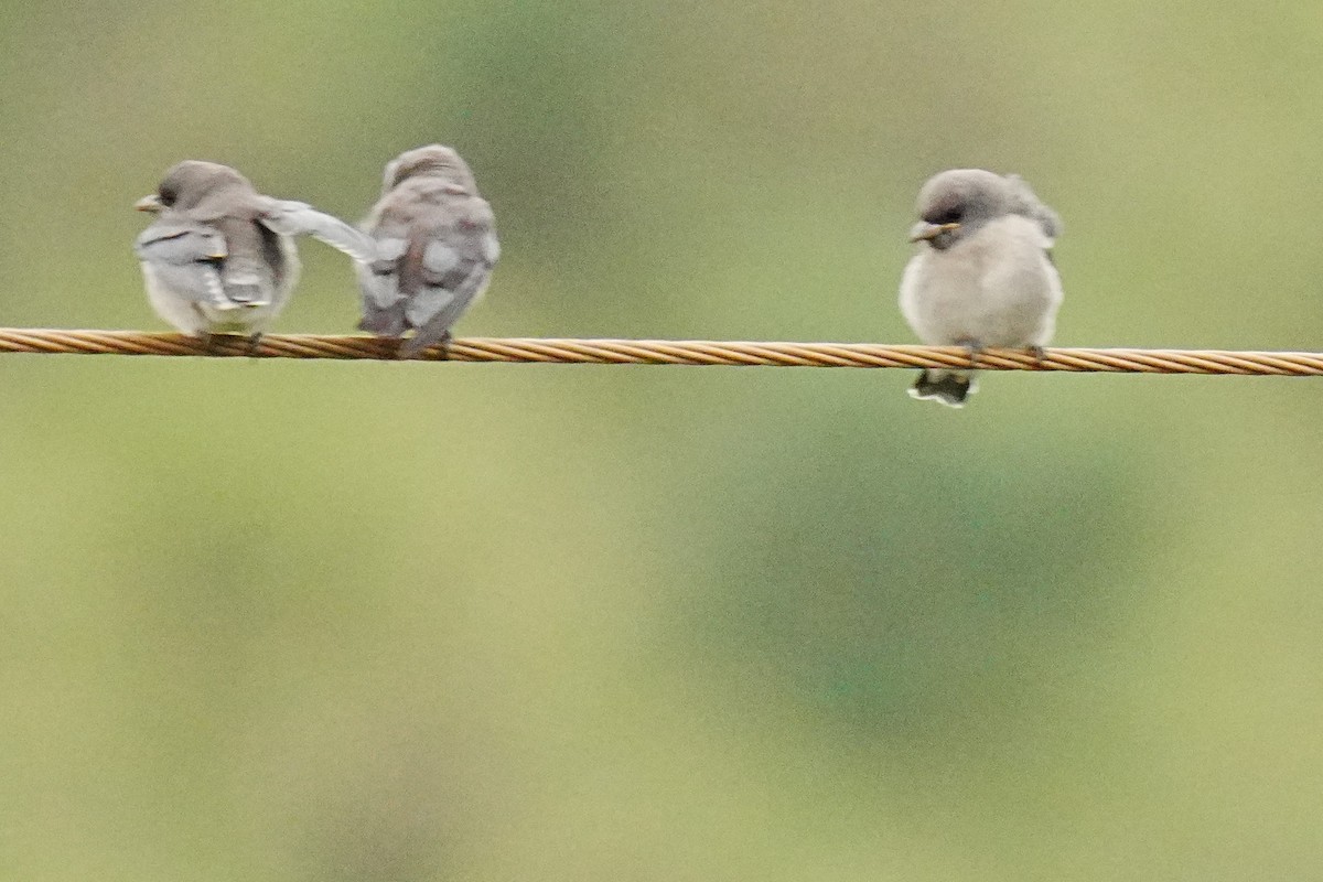 Ashy Woodswallow - ML646099018
