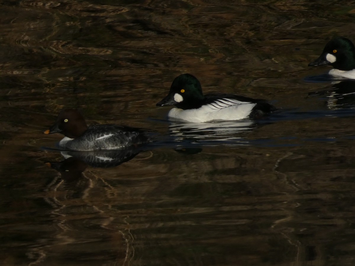 Murgilari urrebegia - ML646099020