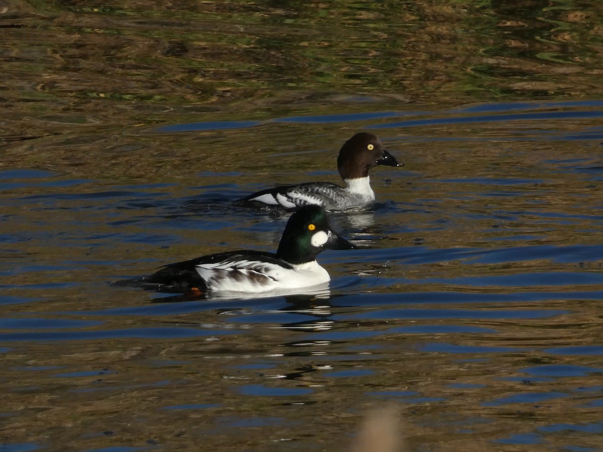 Murgilari urrebegia - ML646099022