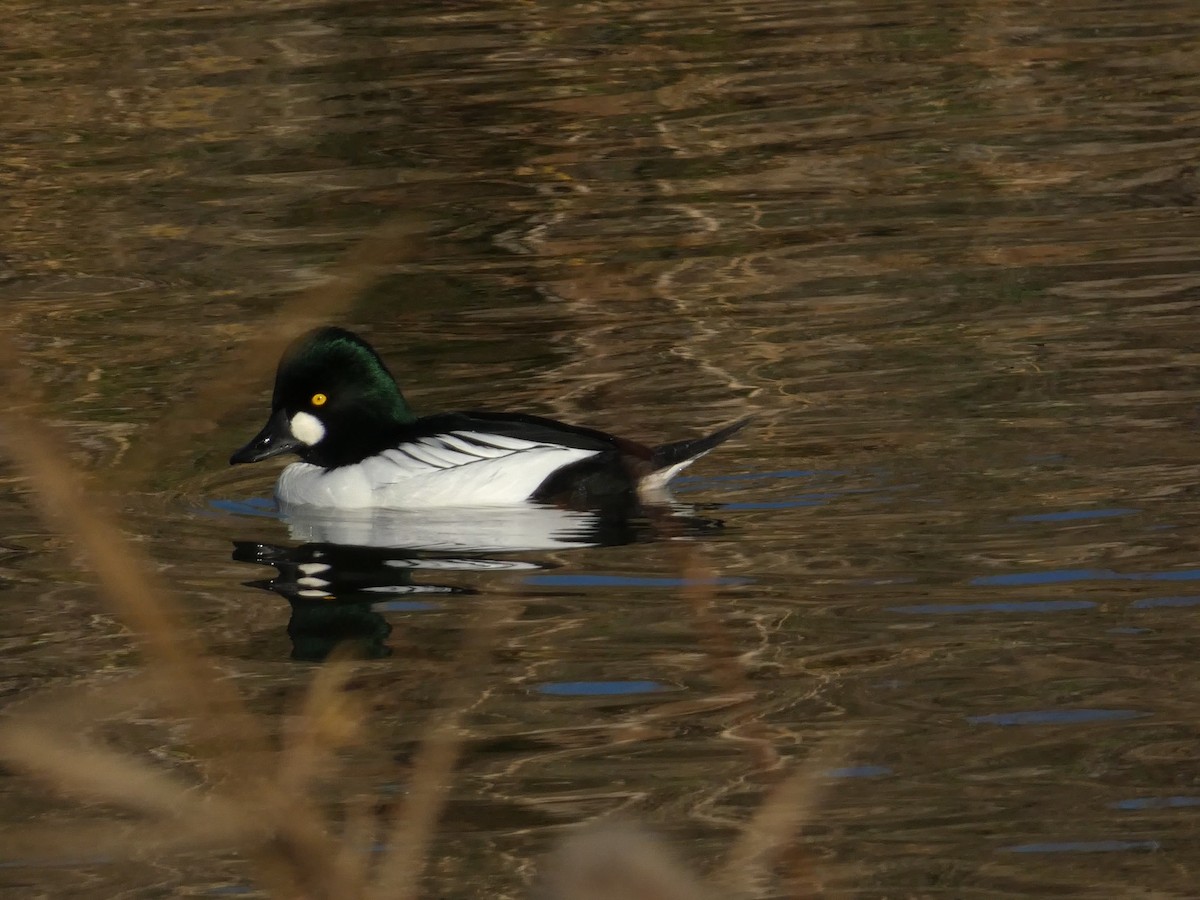 Murgilari urrebegia - ML646099024