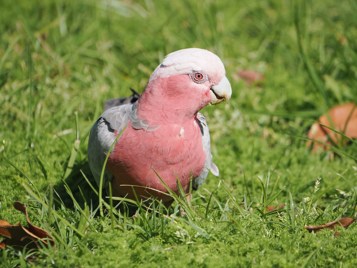 Galah - ML646099025