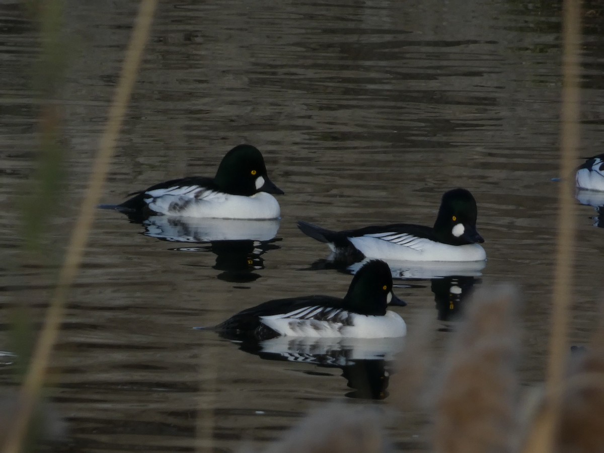 Murgilari urrebegia - ML646099027