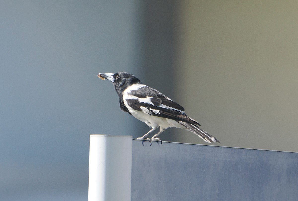 Pied Butcherbird - ML646099032