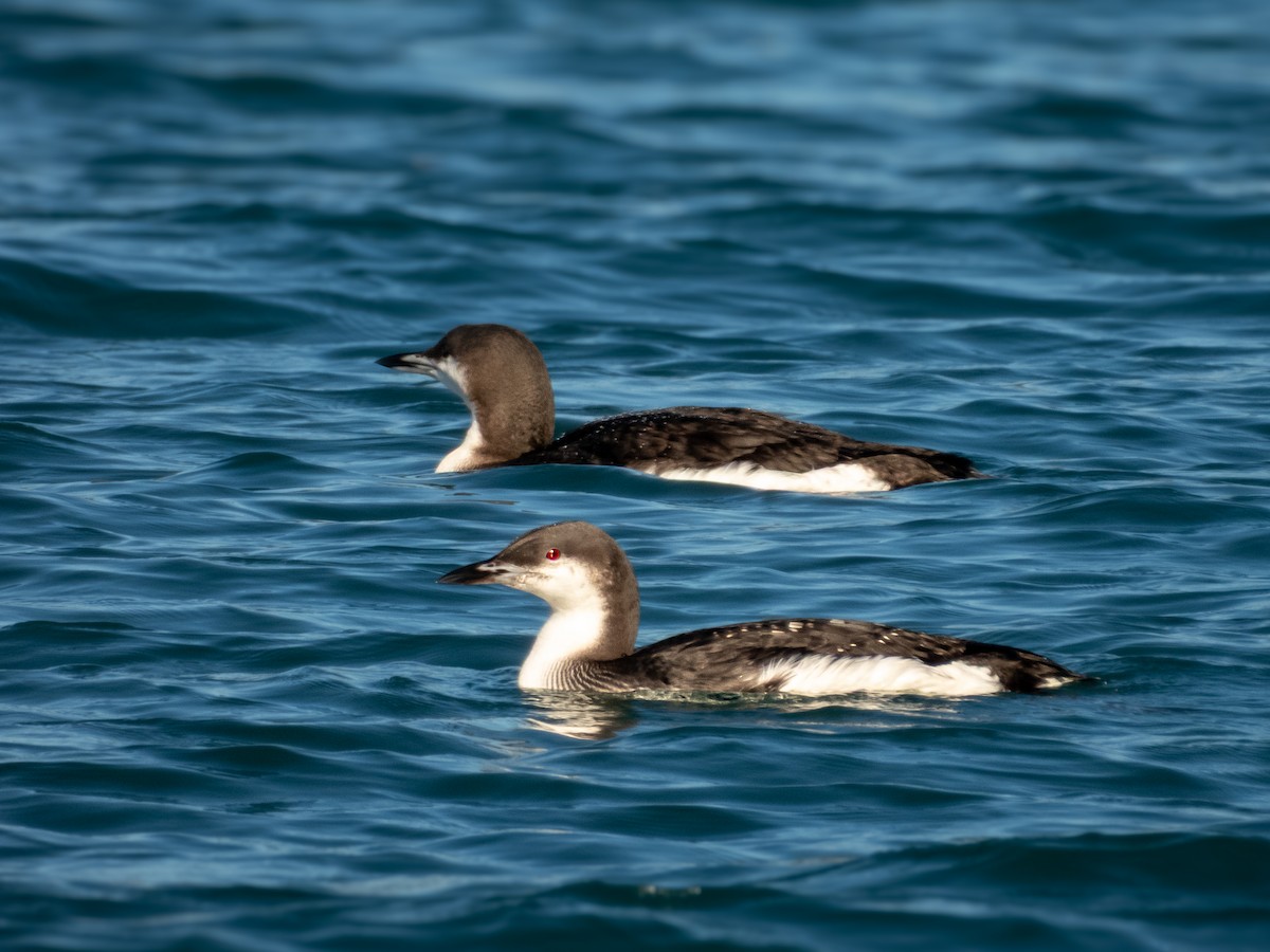 Aliota artikoa - ML646099033