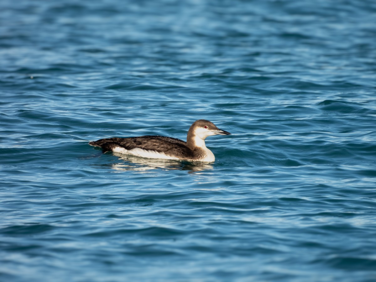 Aliota artikoa - ML646099034