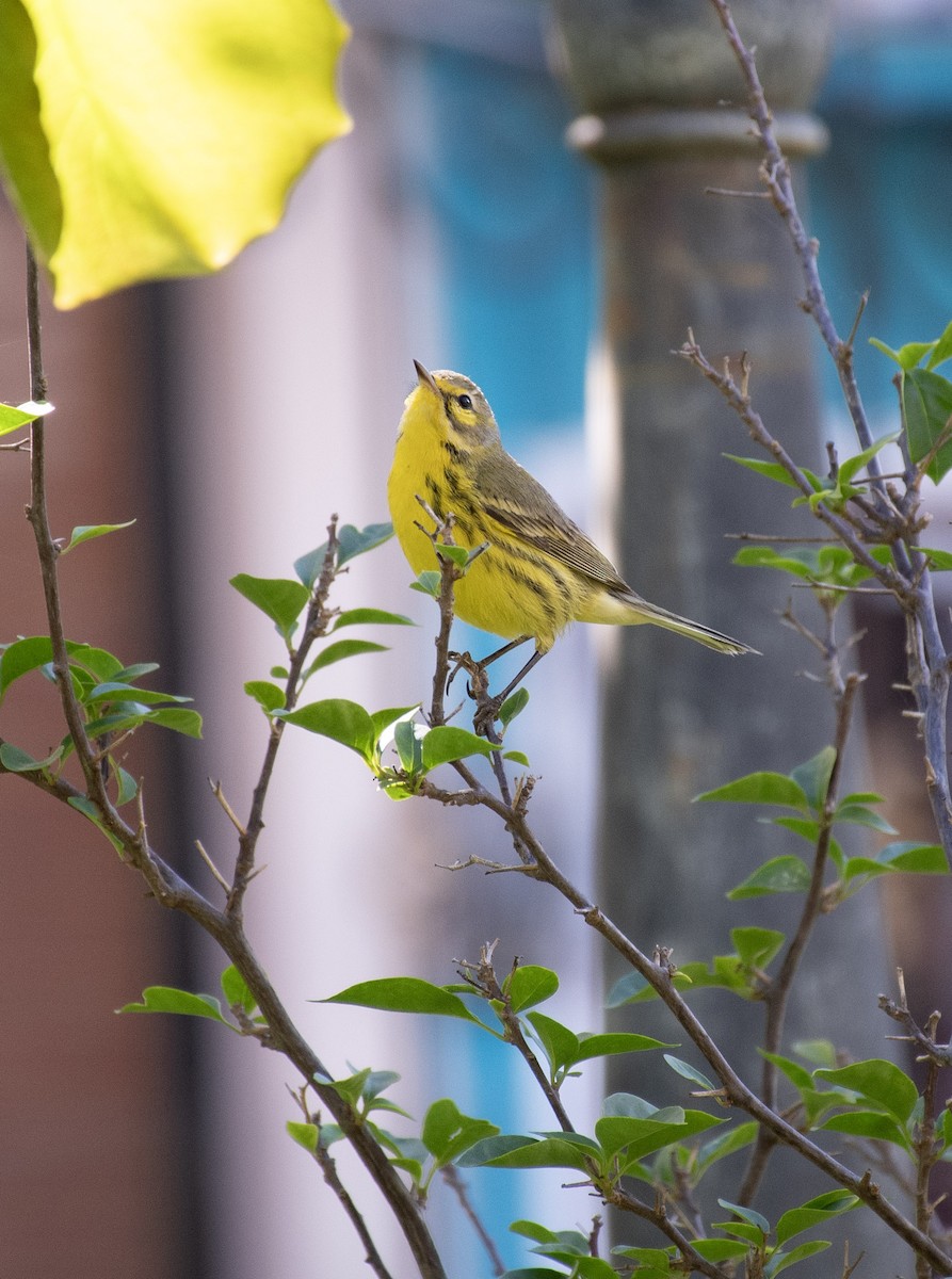 Prairie Warbler - ML646099036