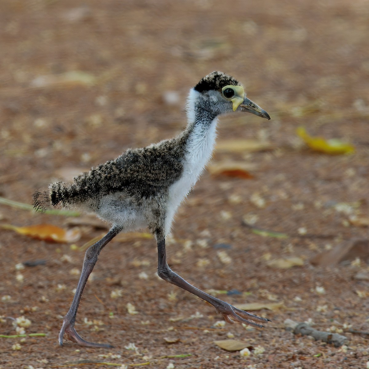 Hegabera maskaraduna - ML646099037