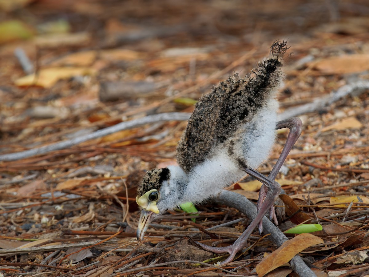 Hegabera maskaraduna - ML646099038