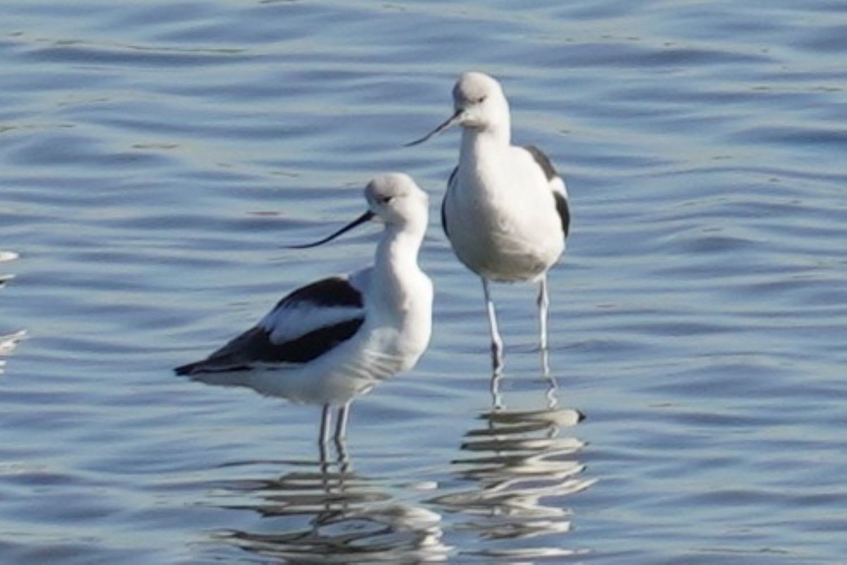 Abozeta laranja - ML646099043