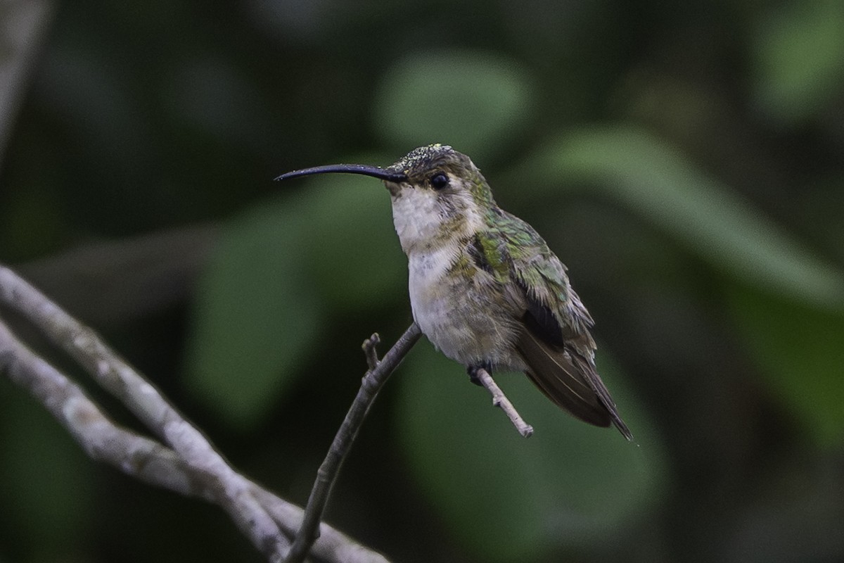 Mexican Sheartail - ML646099044