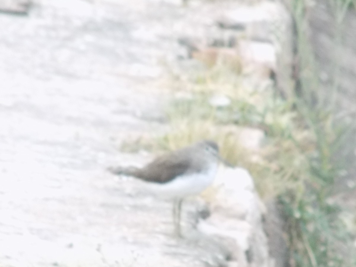 Kuliska iluna - ML646099045