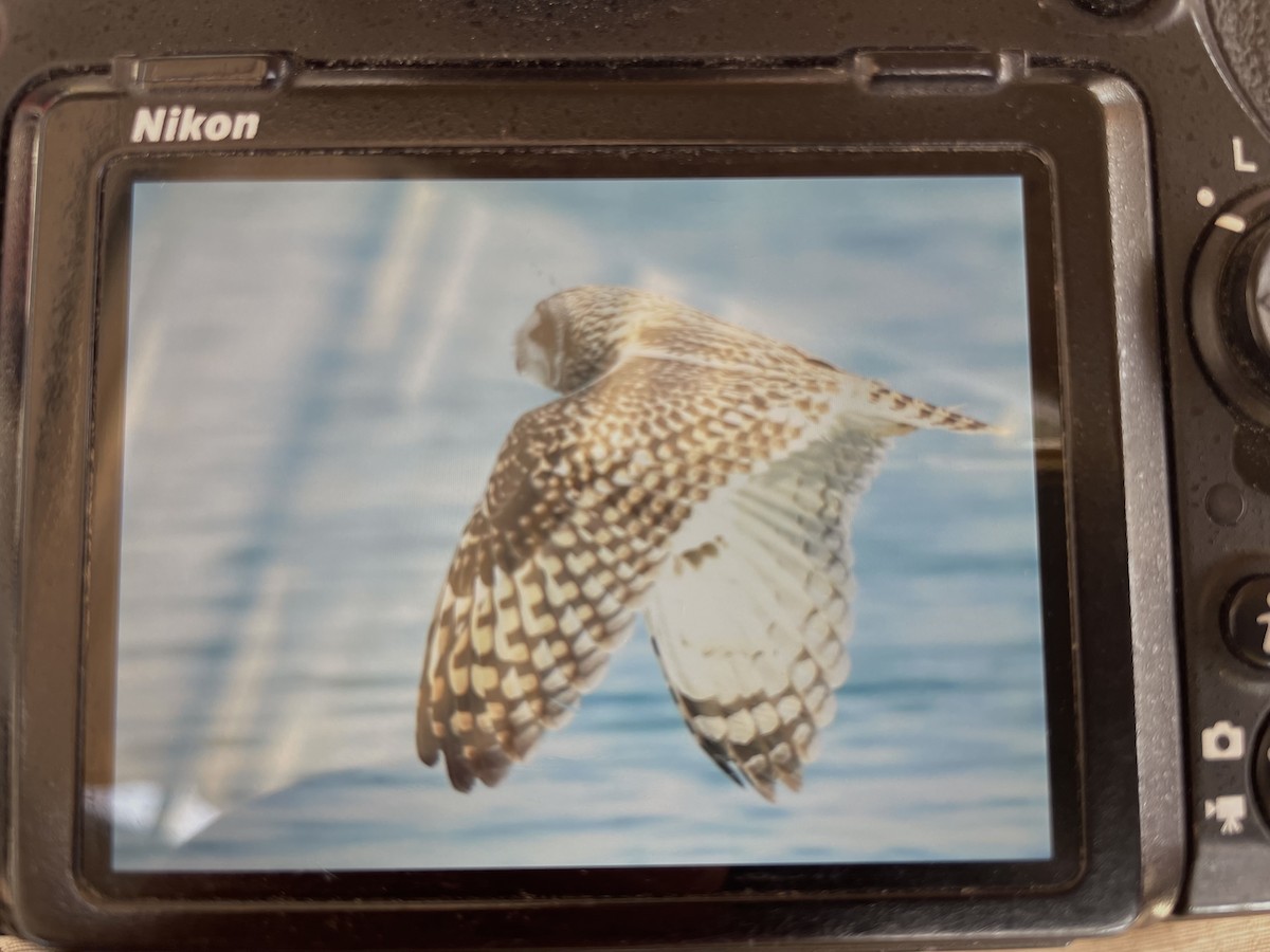 Short-eared Owl - ML646099047