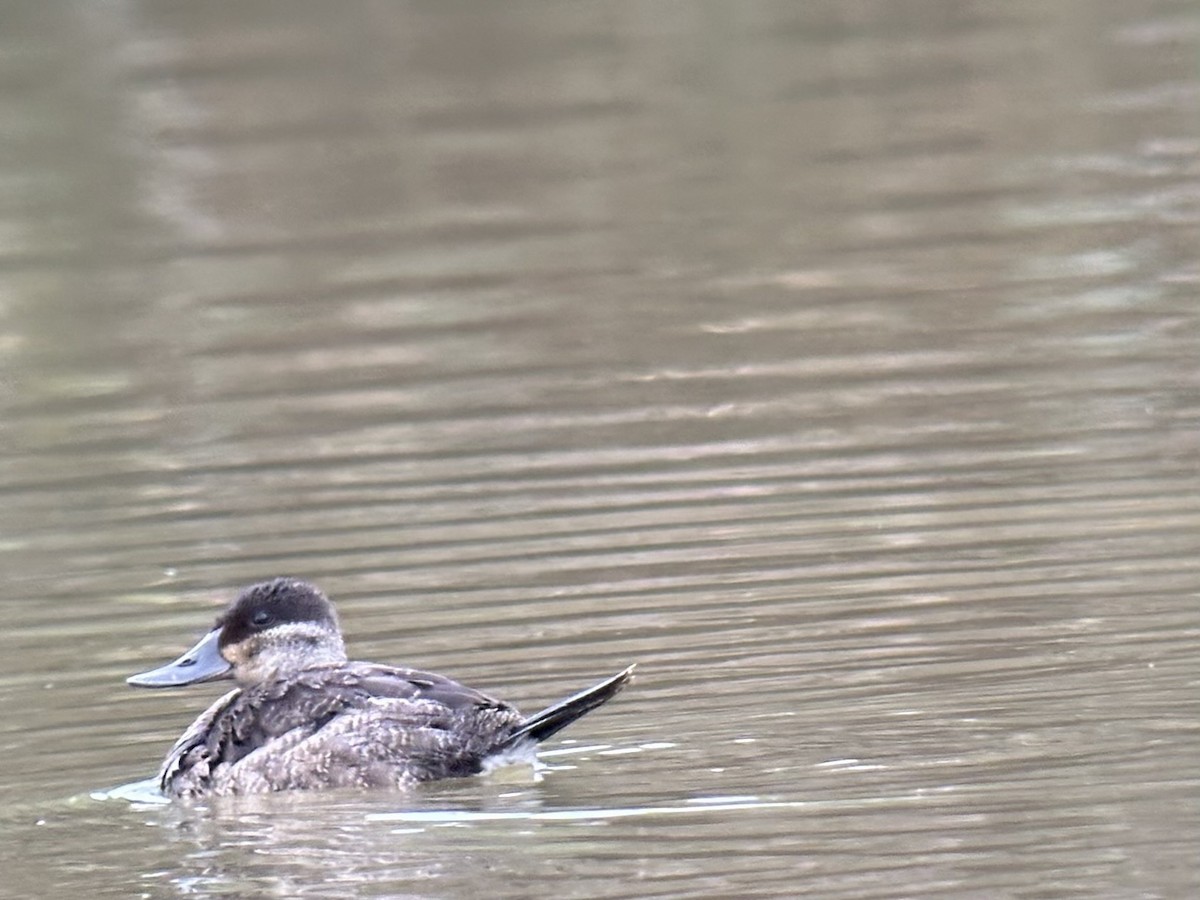 Ruddy Duck - ML646099049