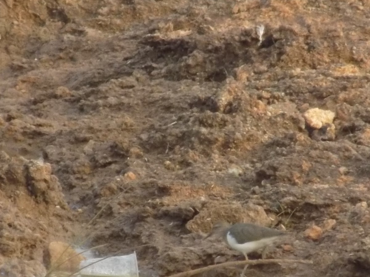 磯鷸 - ML646099052