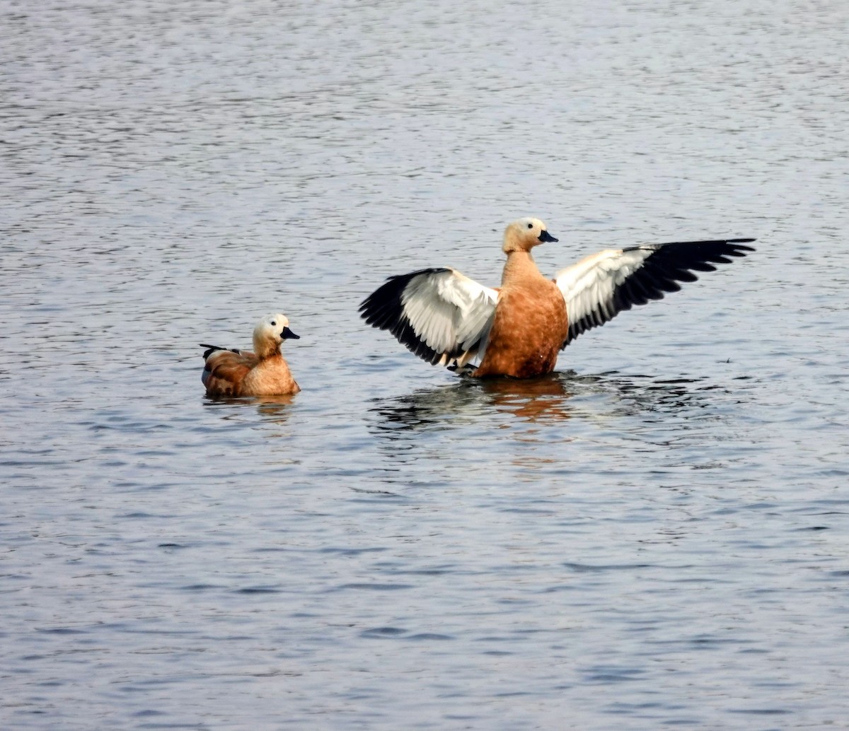 瀆鳧 - ML646099053