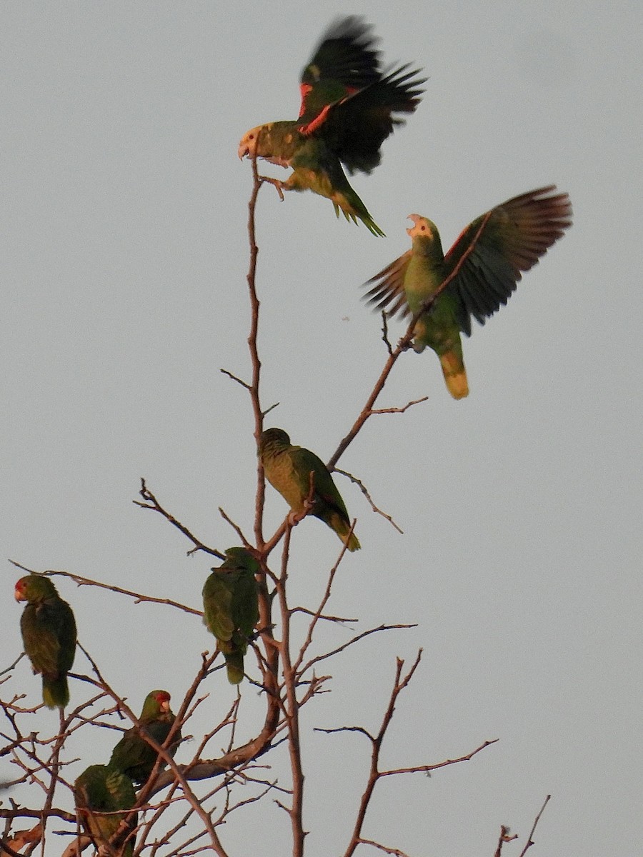 Gelbkopfamazone - ML646099054