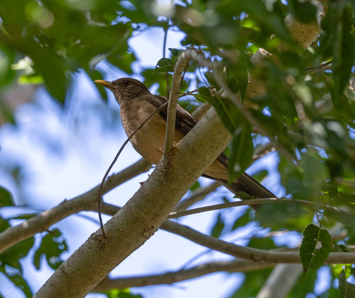 Clay-colored Thrush - ML646099055