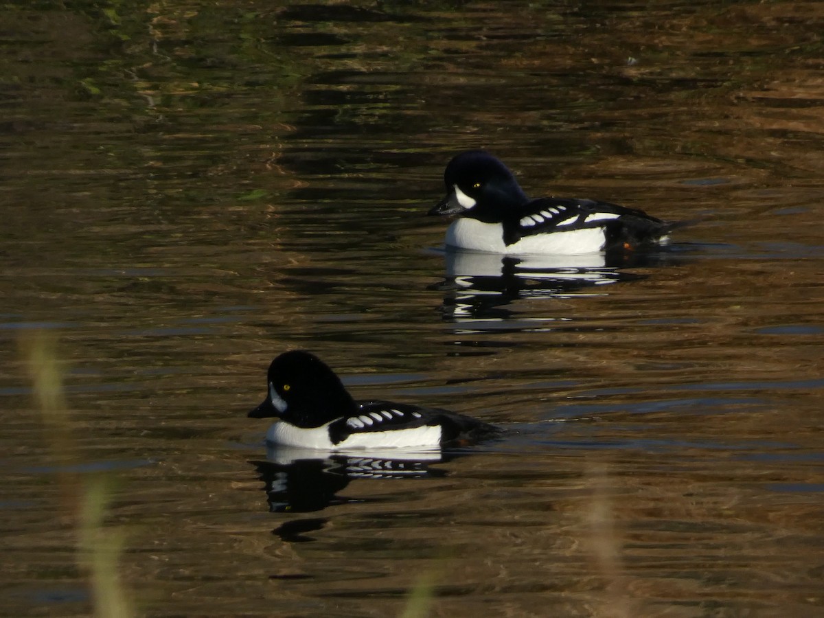 Barrow's Goldeneye - ML646099057