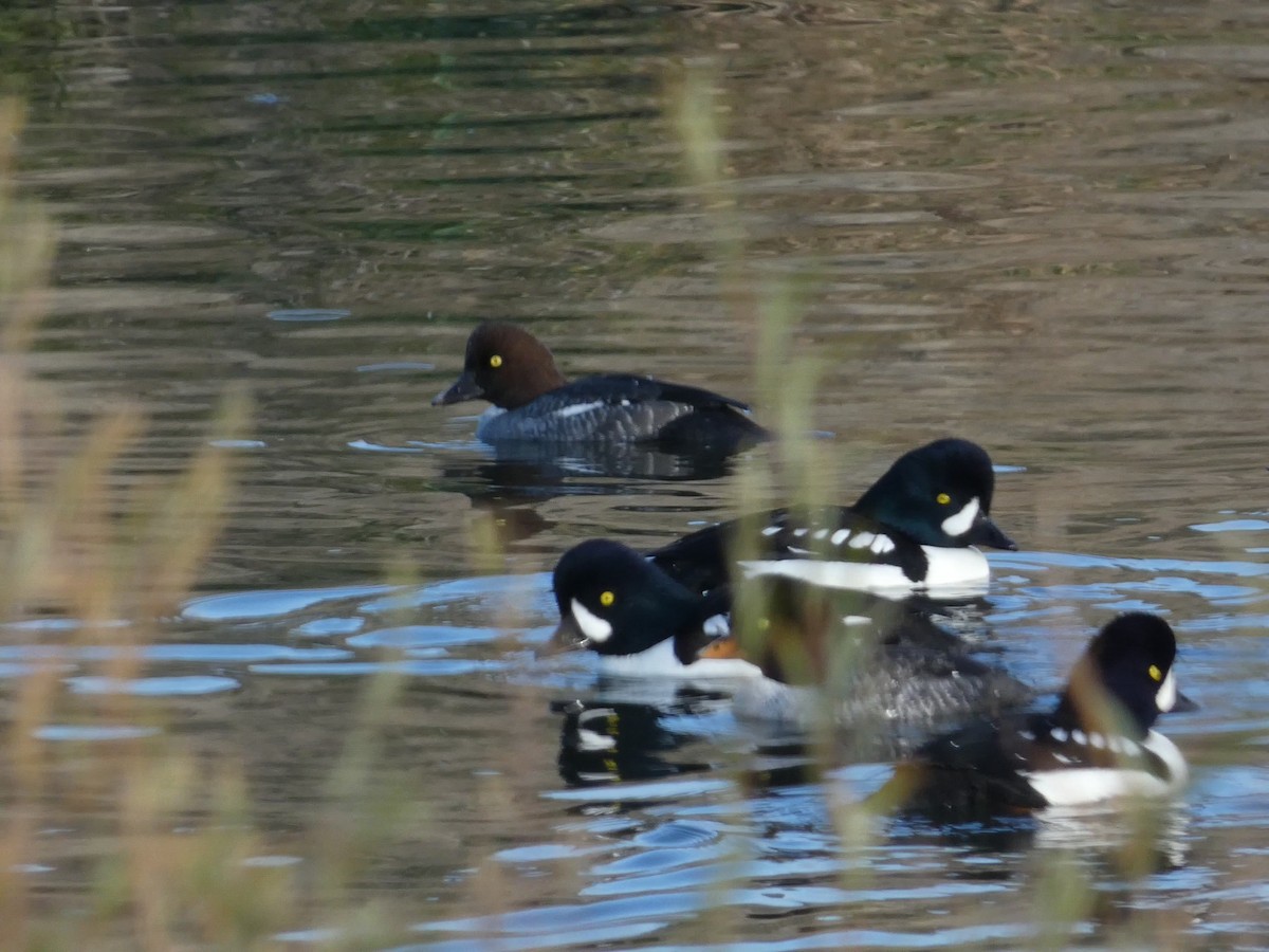 Barrow's Goldeneye - ML646099059