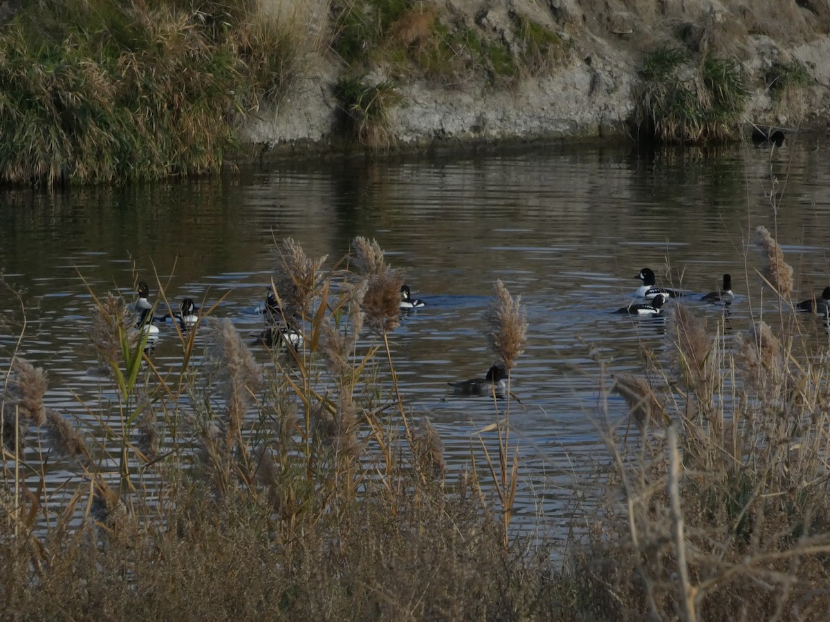 Barrow's Goldeneye - ML646099060