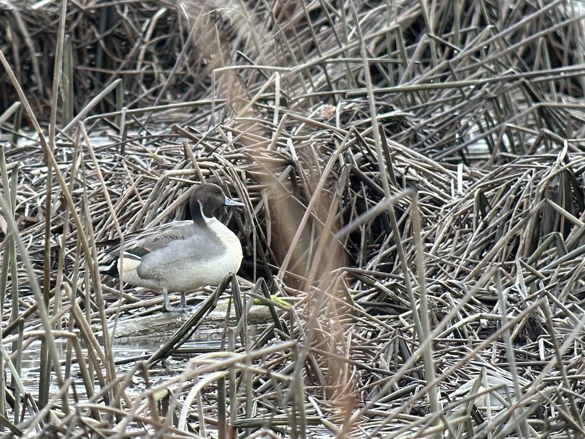 尖尾鴨 - ML646099062