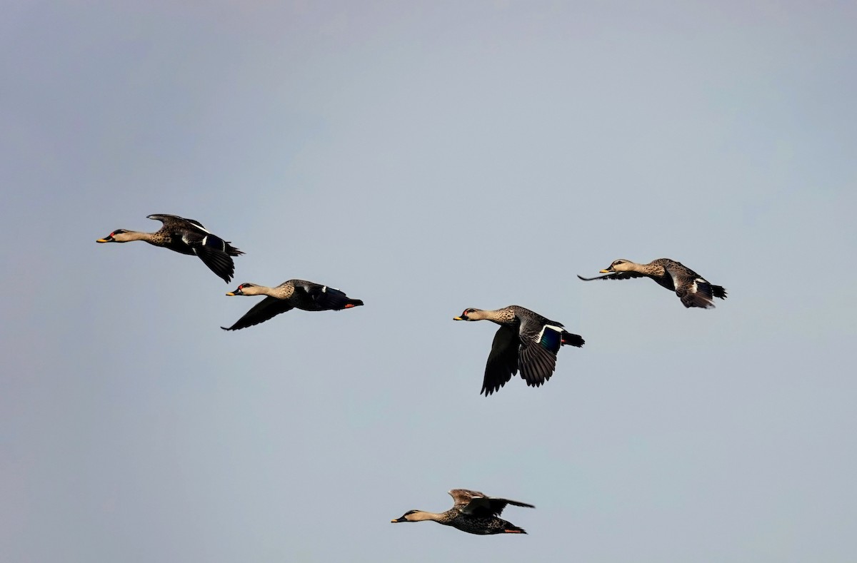 Indian Spot-billed Duck - ML646099063