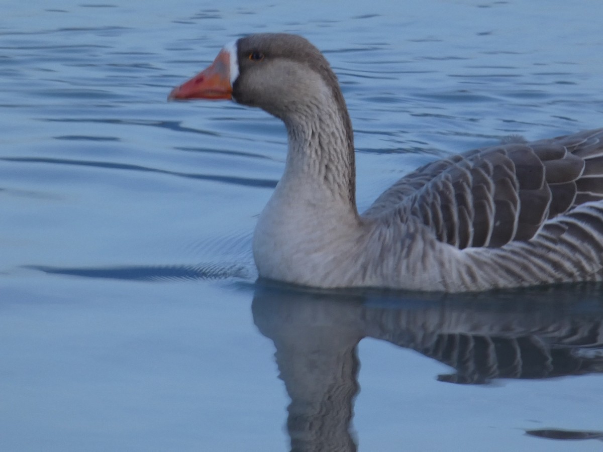 灰雁x鴻雁(雜交) - ML646099064