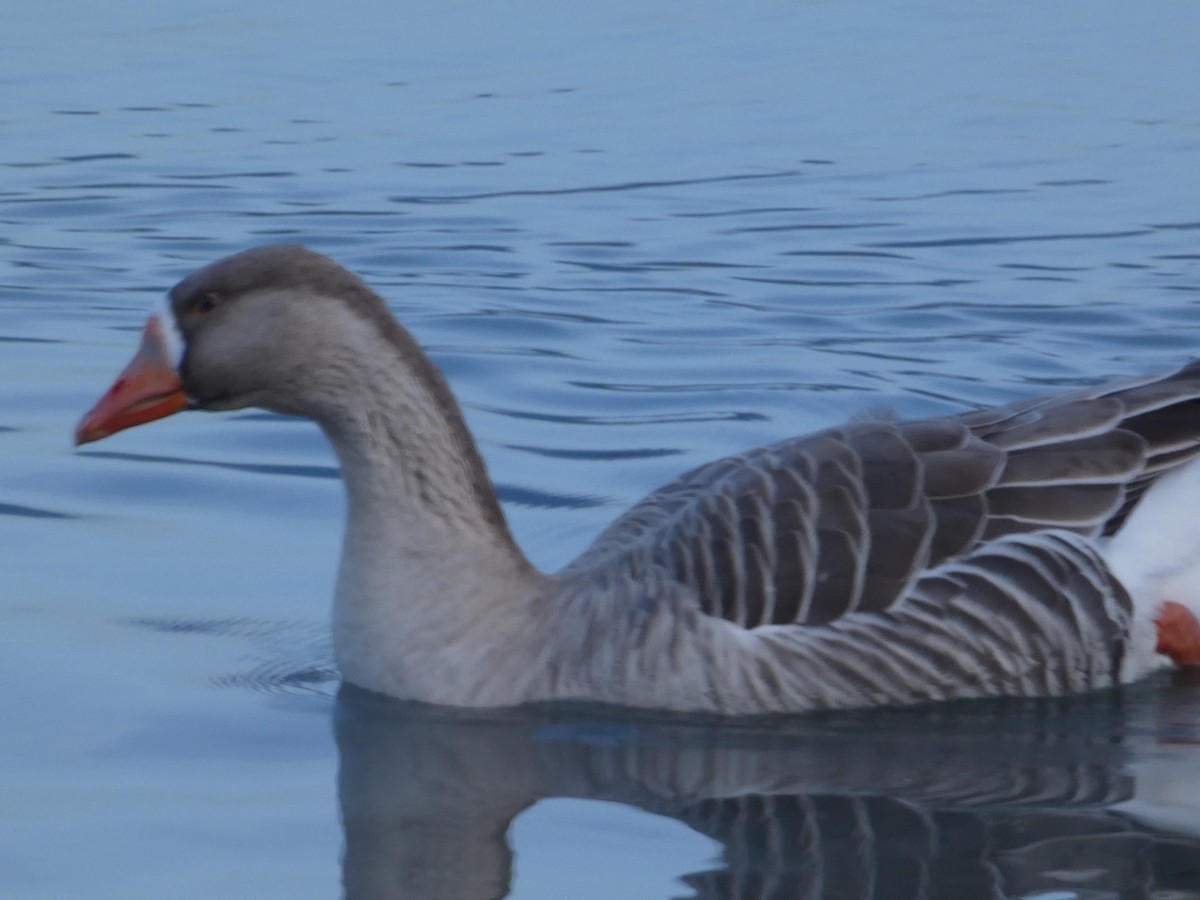 灰雁x鴻雁(雜交) - ML646099065