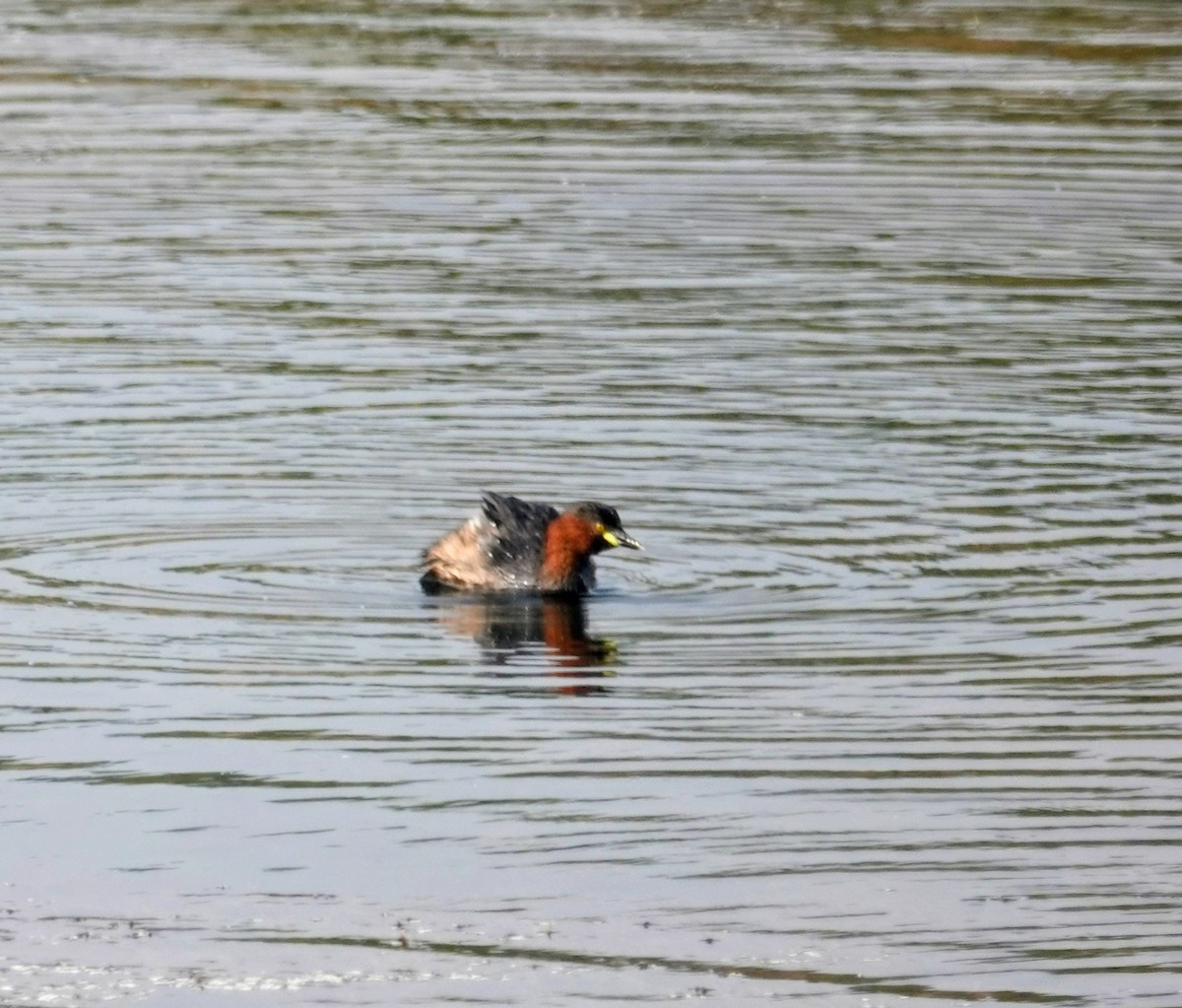 小鸊鷉 - ML646099066