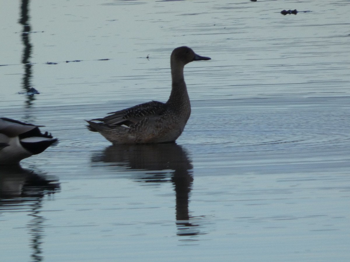 尖尾鴨 - ML646099074