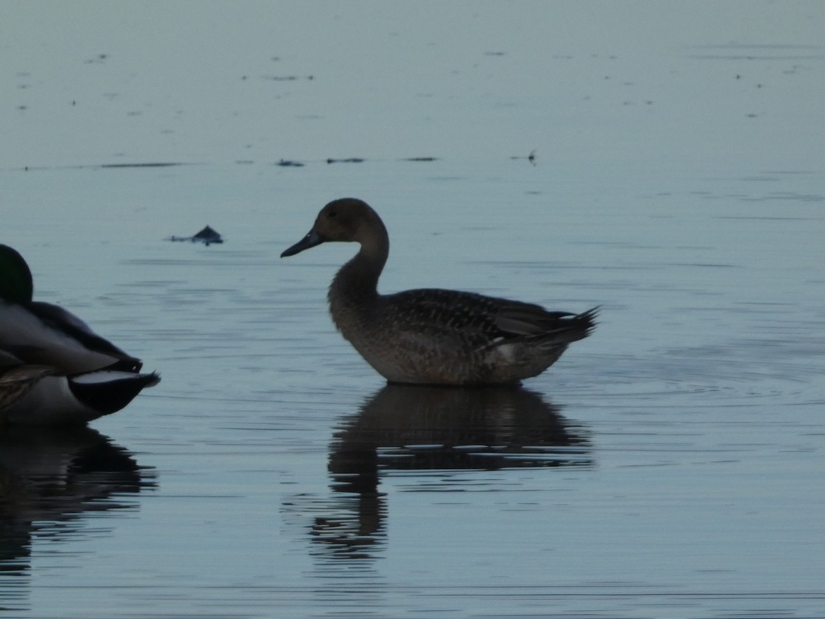 尖尾鴨 - ML646099075