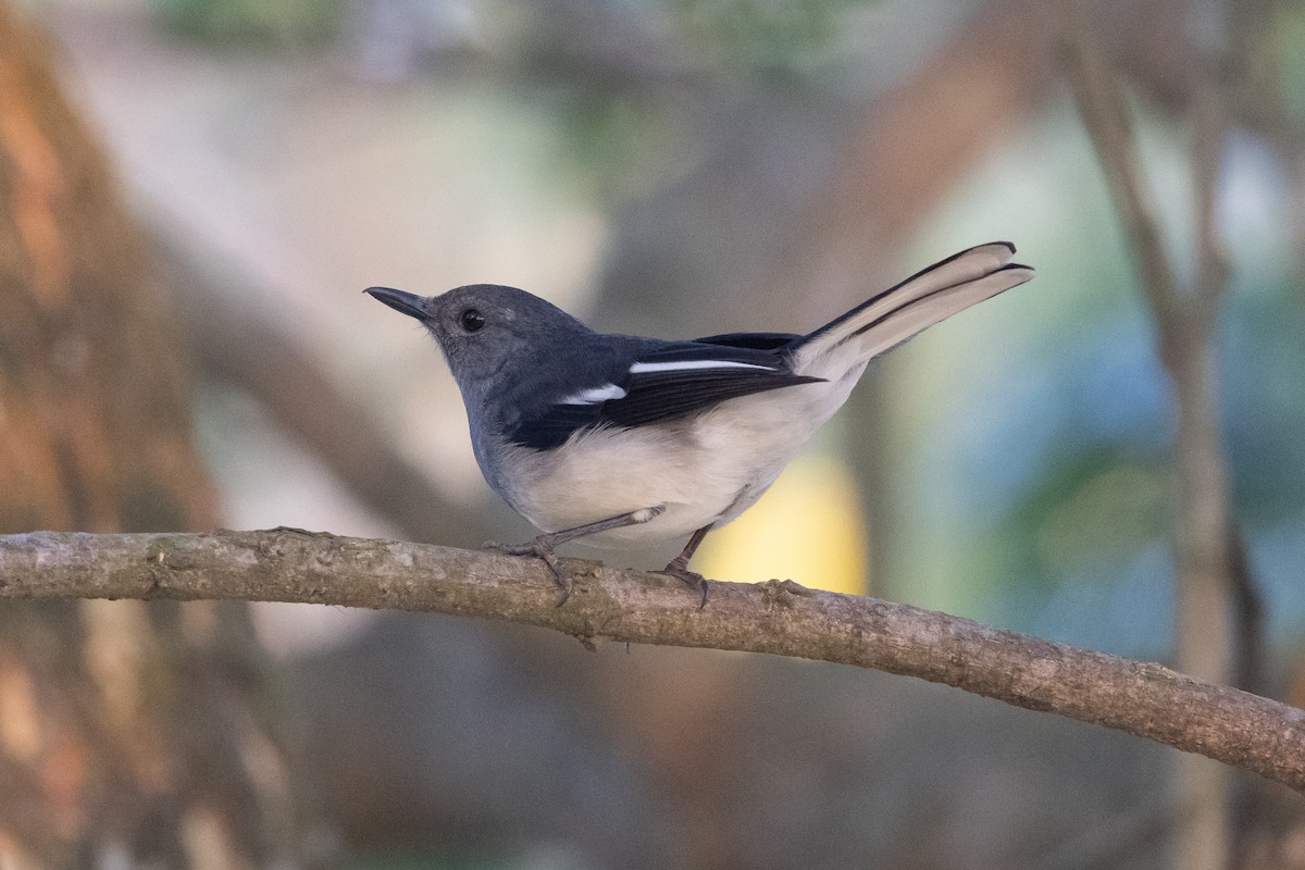 鵲鴝 - ML646099079