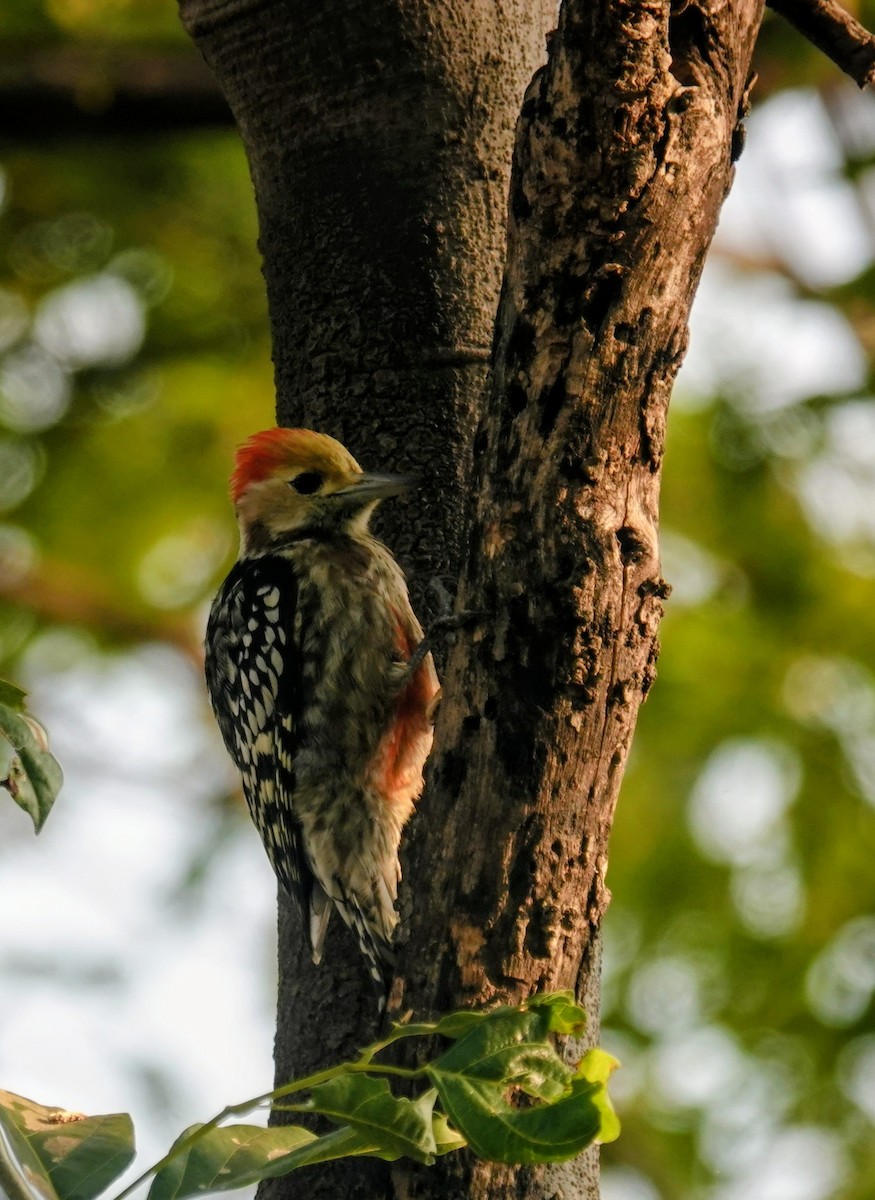 Yellow-crowned Woodpecker - ML646099082