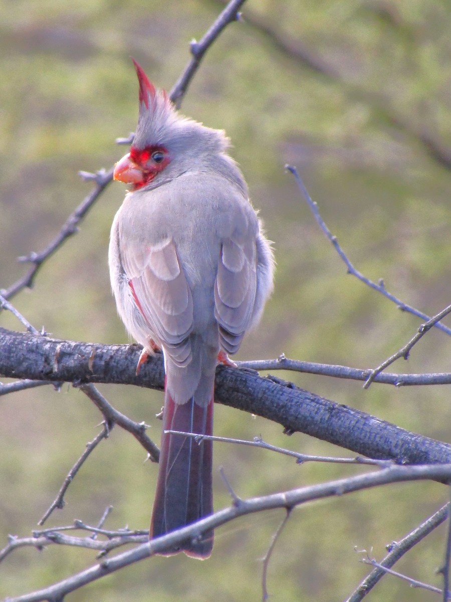 Pyrrhuloxia - ML646099083